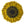 Load image into Gallery viewer, Kansas Sunflower (7-layer)
